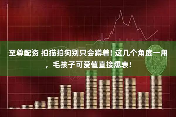 至尊配资 拍猫拍狗别只会蹲着! 这几个角度一用，毛孩子可爱值直接爆表!