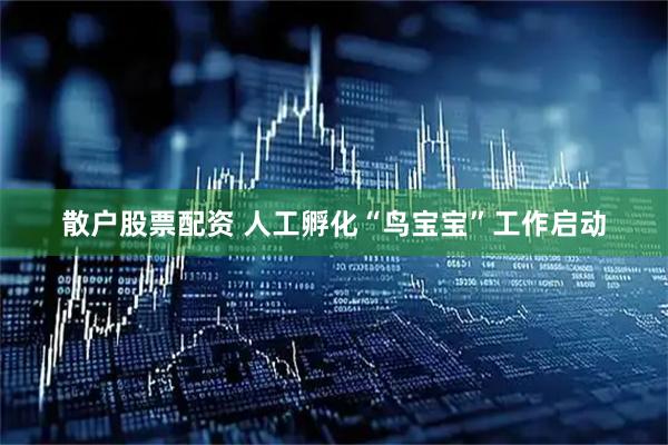 散户股票配资 人工孵化“鸟宝宝”工作启动